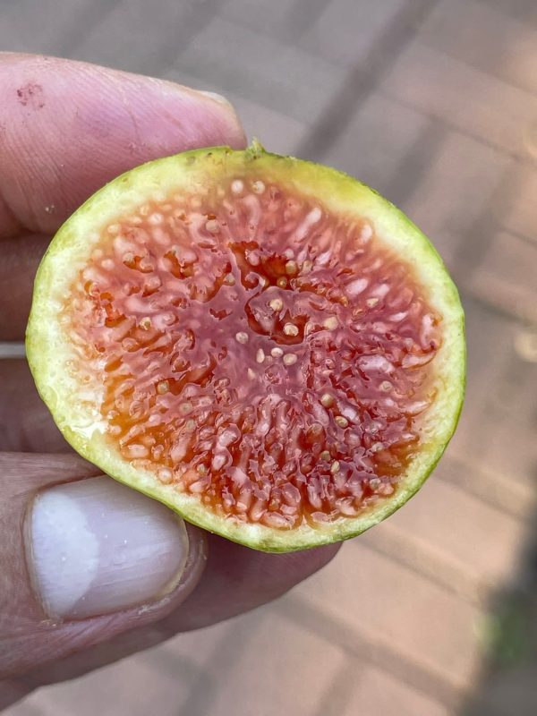 小果迷-种植爱好者交流互动平台