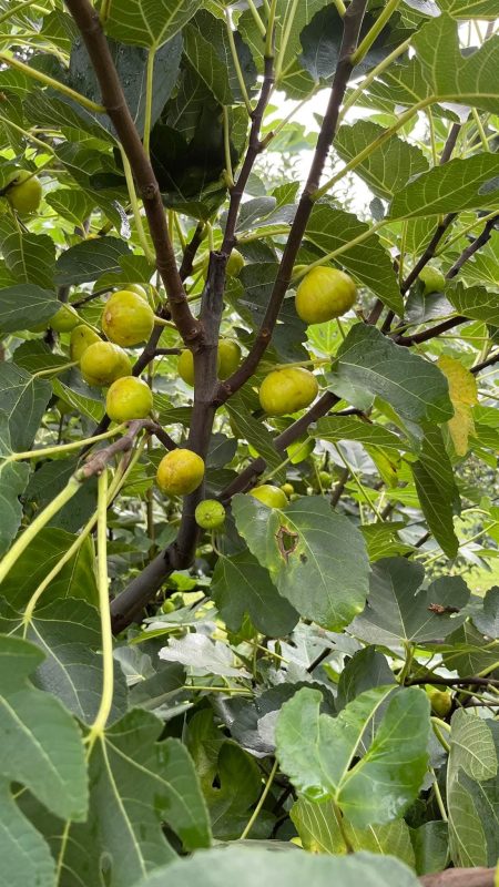 小果迷-种植爱好者交流互动平台