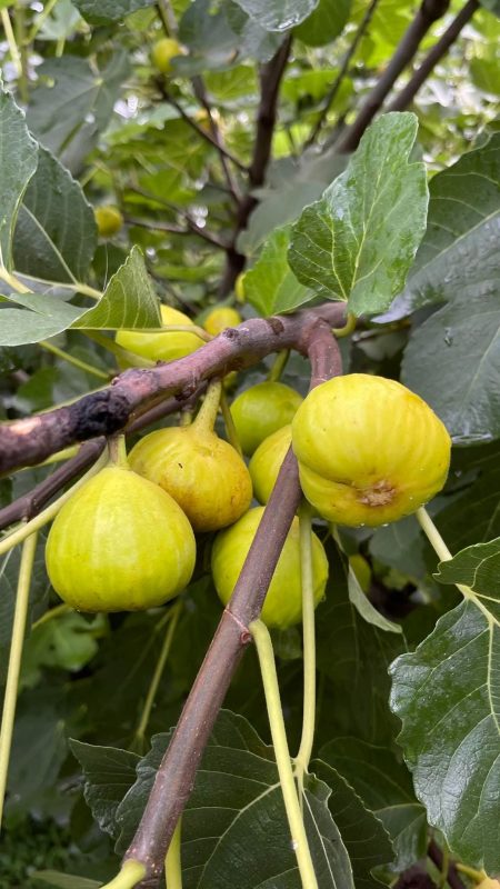 小果迷-种植爱好者交流互动平台