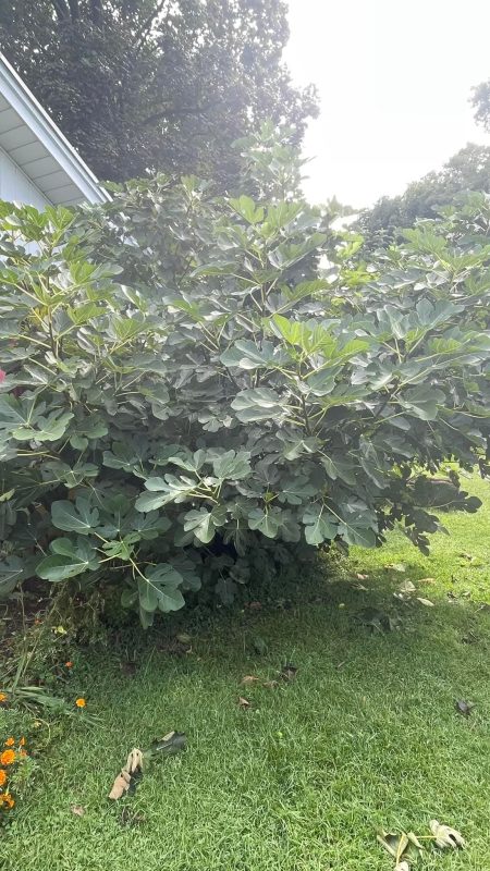 小果迷-种植爱好者交流互动平台