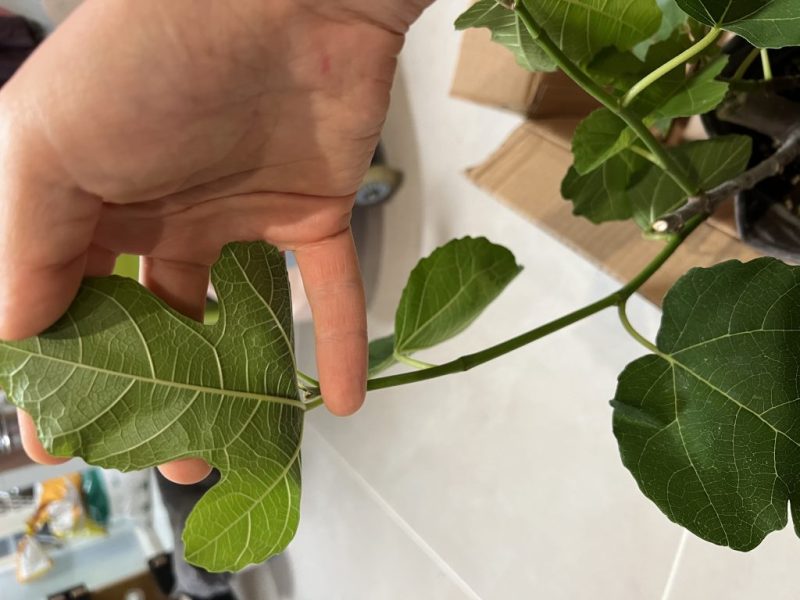 果友们，帮我分析下这是谁呀-小果迷