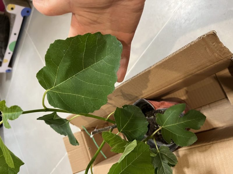 果友们，帮我分析下这是谁呀-小果迷