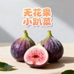 无花果小趴菜的头像-小果迷