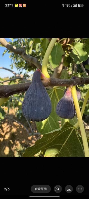 小果迷-种植爱好者交流互动平台