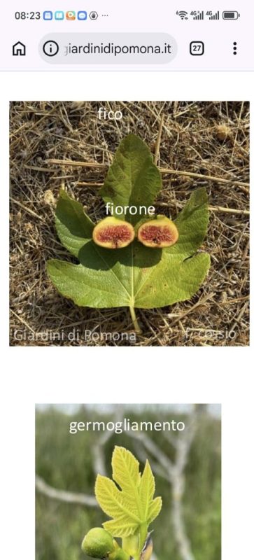 小果迷-种植爱好者交流互动平台