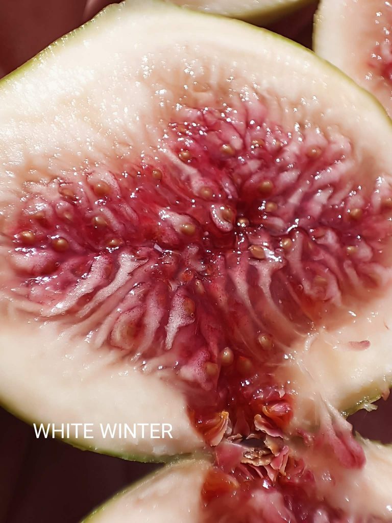 Messenger_creation_830837BD-0BAE-4125-ABE7-867FA9DB6BDB