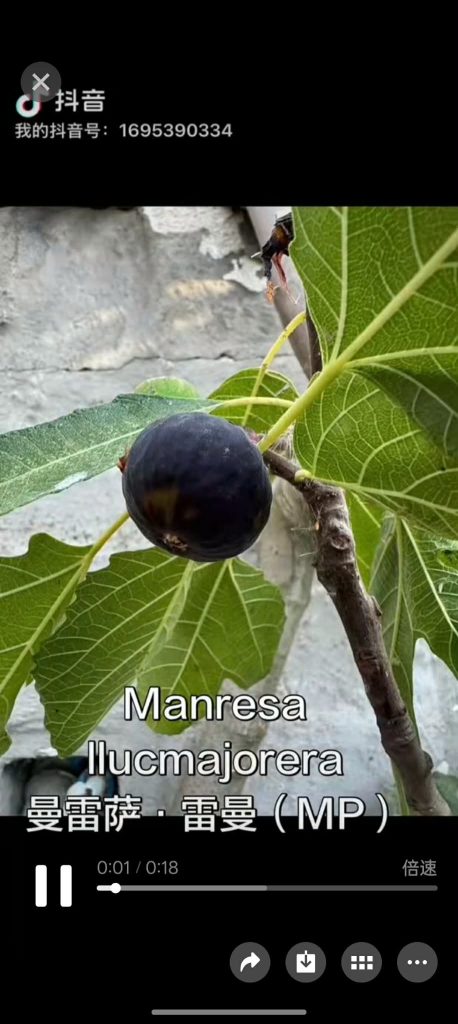 曼雷萨·雷曼
Manresa LlucmajoreraMP(鬼手)-小果迷