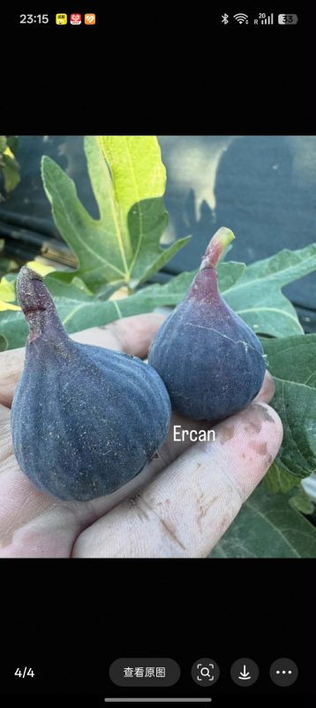 小果迷-种植爱好者交流互动平台