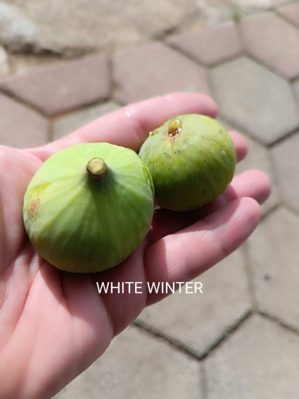 白色冬季/白色冬天Aspra Xeimqniatika / White Winter（希腊）-小果迷