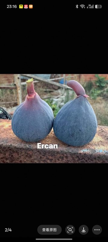 小果迷-种植爱好者交流互动平台