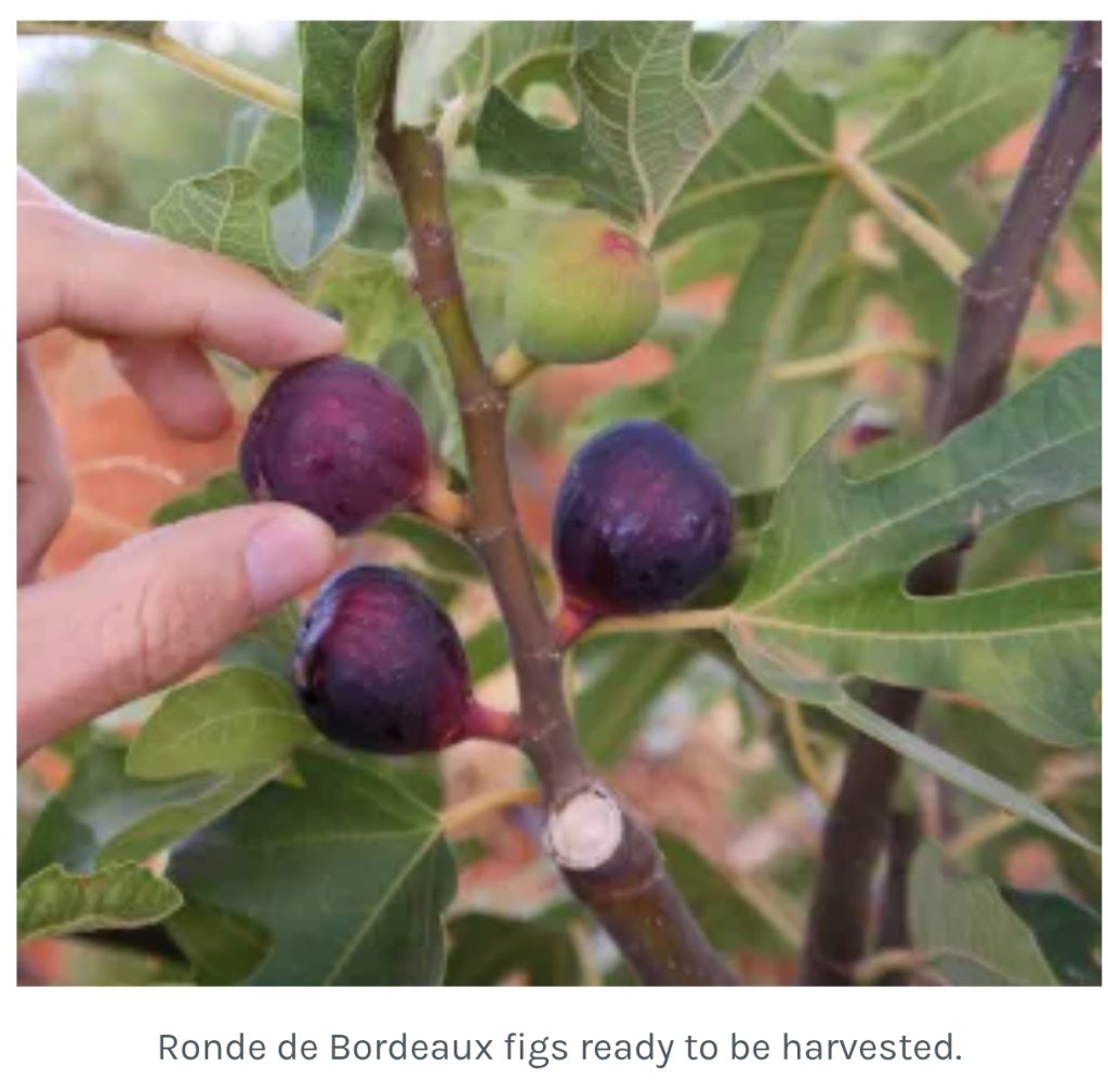 Screenshot_2026-04-01-05-07-31-258_com.mmbox.xbrowser.pro-edit