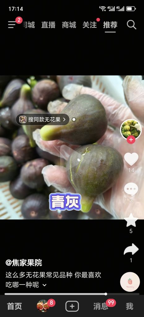 24.紫黛/青灰      Zǐ dài/Purple Daisy（中国本地品种）-小果迷
