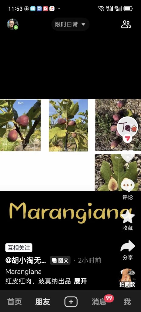 马兰吉亚纳 Marangiana(波莫纳花园)-小果迷