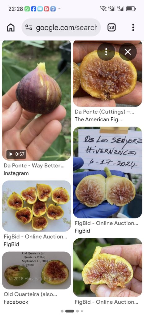 Screenshot_20260420_222833_com_android_chrome_ChromeTabbedActivity