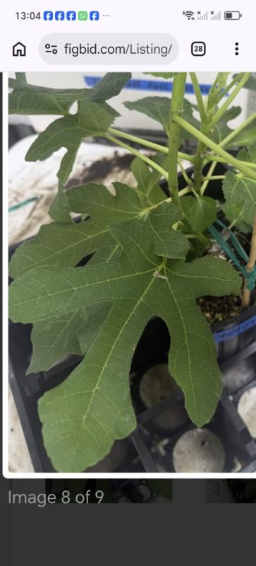 29.卡斯塔尼亚  Castagnat FDM （Vinnyfigs.UK）-小果迷