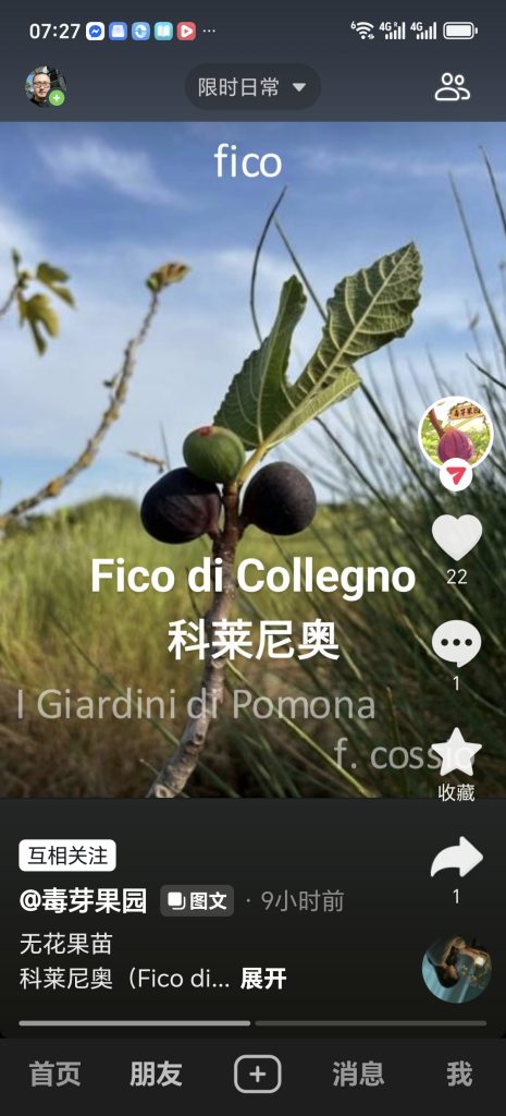 科莱尼奥   Fico di Collegno（波莫纳花园）-小果迷