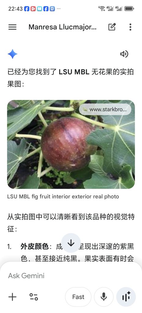 路易斯安那MBL  LSU MBL(小果迷)-小果迷