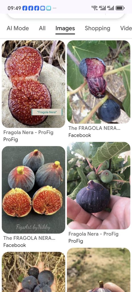 Screenshot_20260424_094900_com_android_chrome_ChromeTabbedActivity