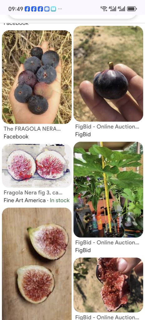 Screenshot_20260424_094912_com_android_chrome_ChromeTabbedActivity