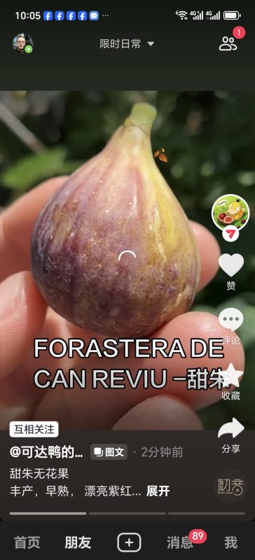 雷维庄引/甜朱 FORASTERA DE CAN REVIU MP（可达鸭）-小果迷