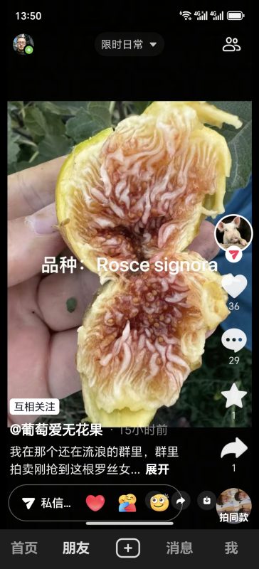 玫瑰女士/玫瑰夫人  Rosce Signora (葡萄爱无花果)-小果迷