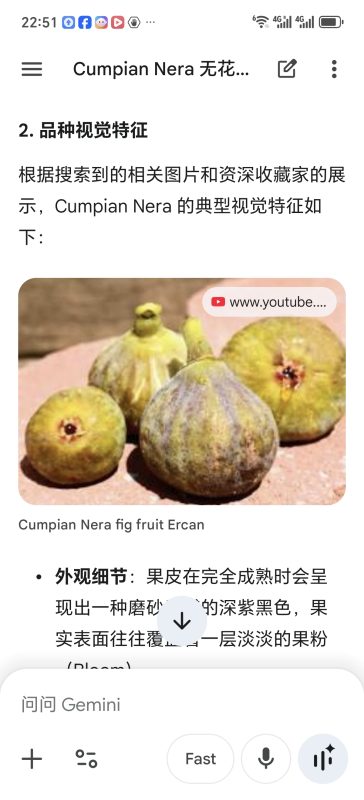 库皮安黑   Cumpian Nera(喵喵)-小果迷