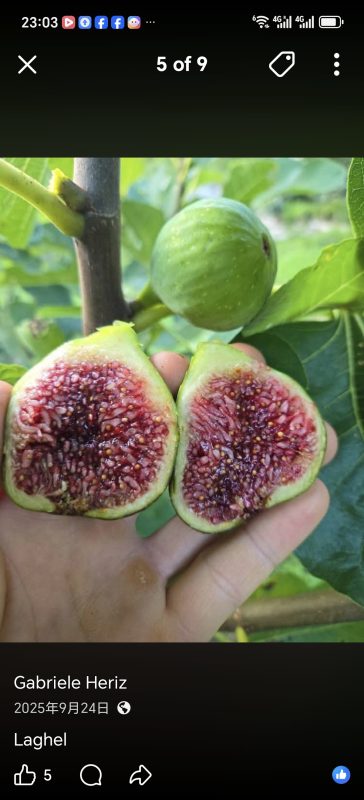 小果迷-种植爱好者交流互动平台