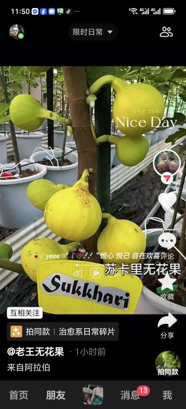 苏卡里/苏卡瑞  Sukkhari（老王无花果）-小果迷