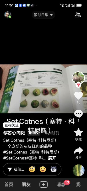 塞特.科特尼斯 Set Cotnes MP(芯心向阳)-小果迷