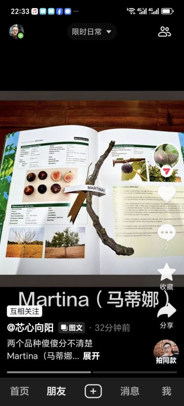 玛蒂娜  Martina MP（芯心向阳）-小果迷