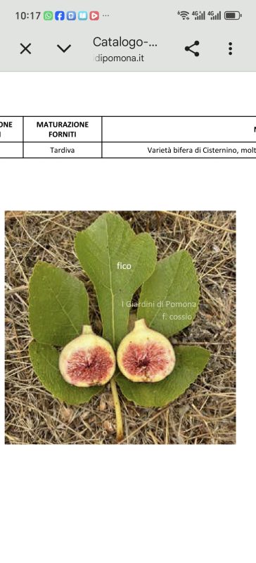小果迷-种植爱好者交流互动平台