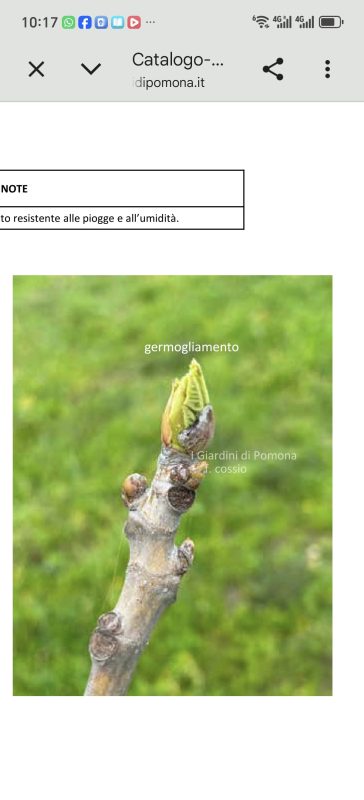 小果迷-种植爱好者交流互动平台