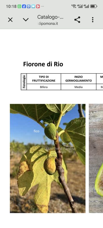 小果迷-种植爱好者交流互动平台