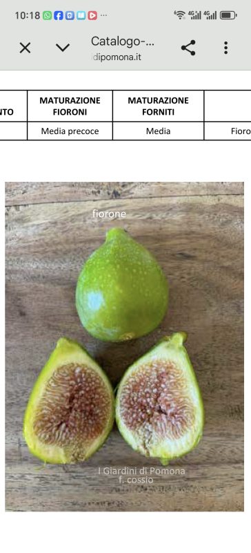 小果迷-种植爱好者交流互动平台