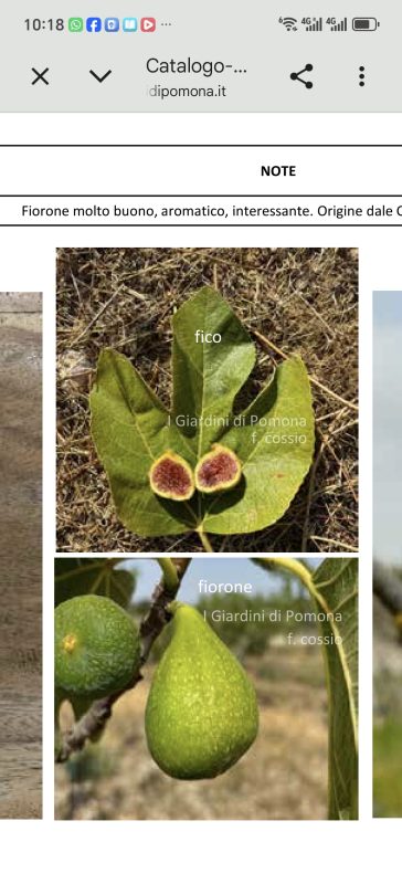 小果迷-种植爱好者交流互动平台