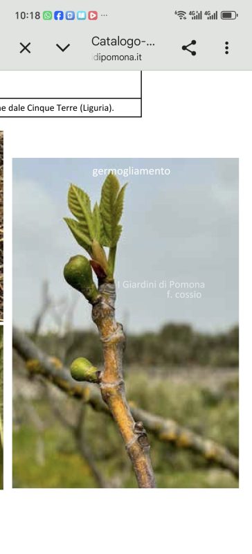 小果迷-种植爱好者交流互动平台