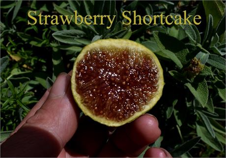 小果迷-种植爱好者交流互动平台