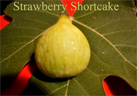 小果迷-种植爱好者交流互动平台