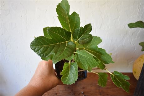 小果迷-种植爱好者交流互动平台