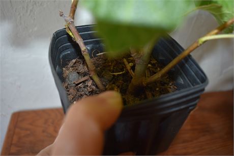 小果迷-种植爱好者交流互动平台