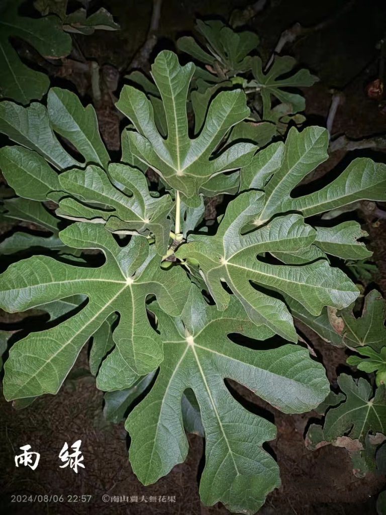 image_editor_1774982645840_1774982999392edit