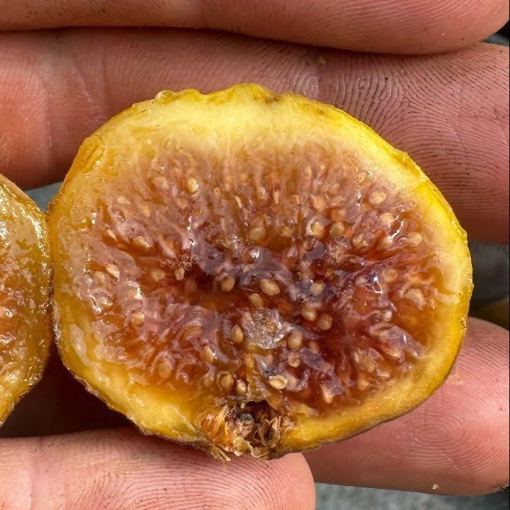 小果迷-种植爱好者交流互动平台