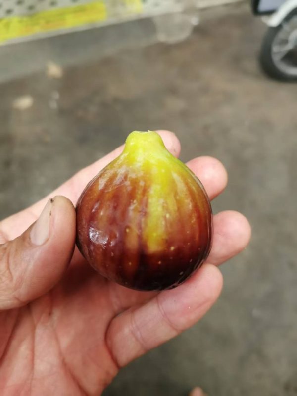 小果迷-种植爱好者交流互动平台