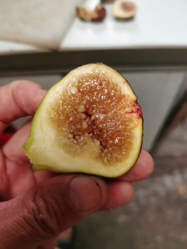 小果迷-种植爱好者交流互动平台