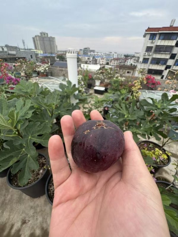 小果迷-种植爱好者交流互动平台