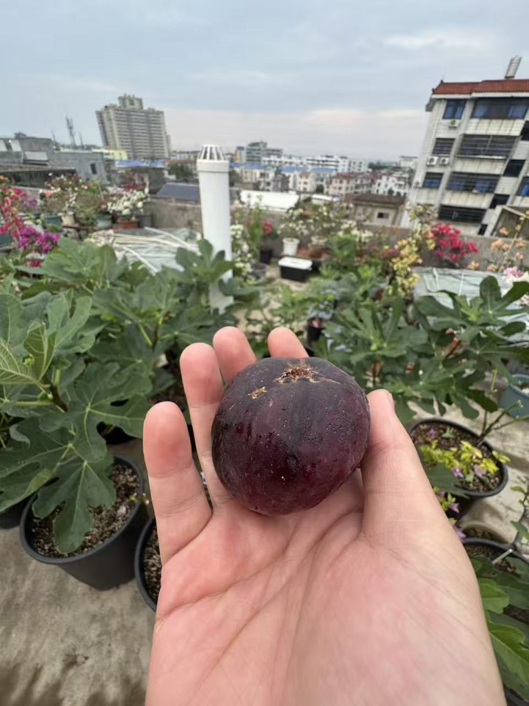 小果迷-种植爱好者交流互动平台