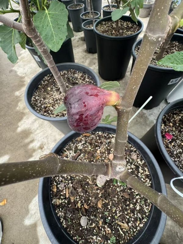 小果迷-种植爱好者交流互动平台