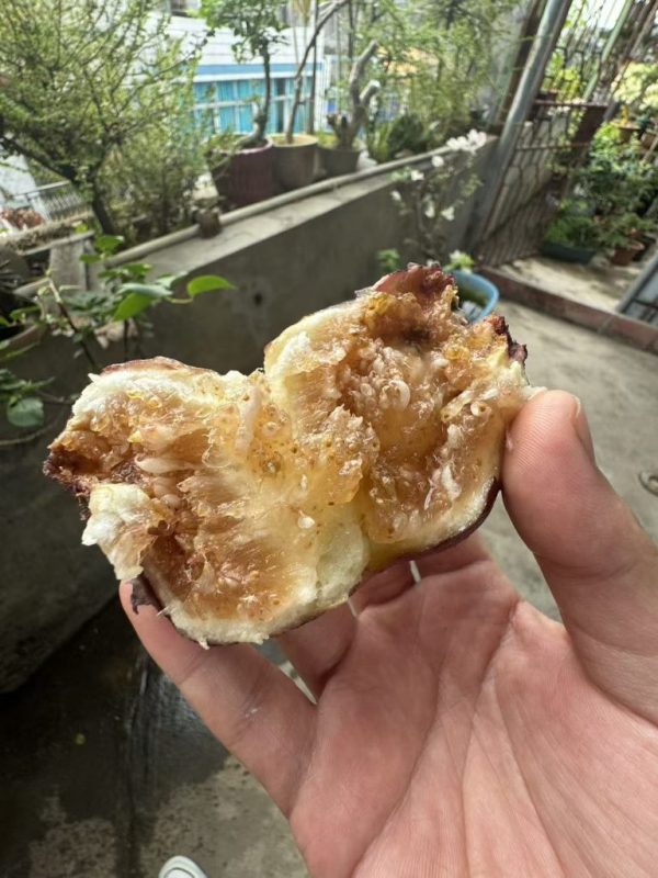 小果迷-种植爱好者交流互动平台