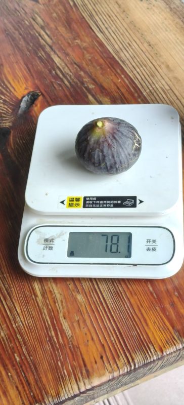 小果迷-种植爱好者交流互动平台