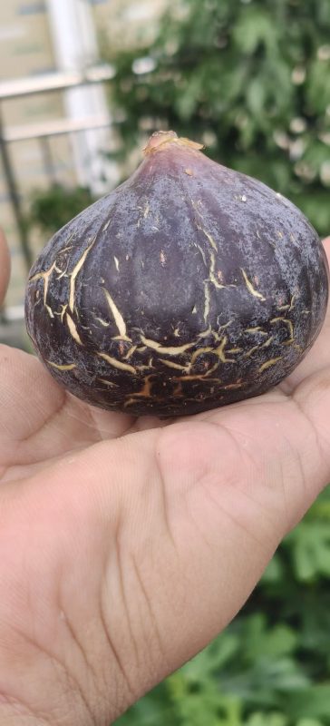 35.黑曼/黑曼萨尼塔   Black Manzanita（果图来自坪山海生）-小果迷